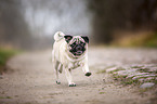 rennender Mops