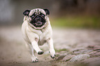 rennender Mops