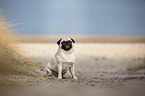 Mops an der Ostsee