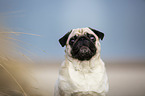 Mops an der Ostsee