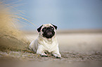 Mops an der Ostsee