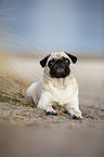 Mops an der Ostsee