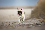 Mops an der Ostsee