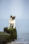 Mops an der Ostsee