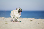 Mops an der Ostsee
