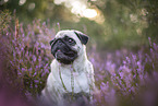 Mops in der Heide