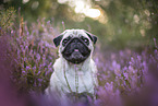 Mops in der Heide