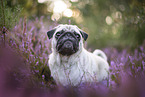 Mops in der Heide
