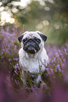 Mops in der Heide
