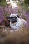 Mops in der Heide