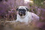Mops in der Heide