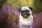 Mops in der Heide