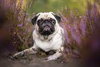 Mops in der Heide
