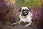 Mops in der Heide