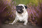 Mops in der Heide