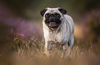 Mops in der Heide