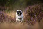 Mops in der Heide