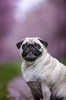 Mops in der Kirschblte