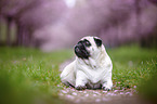 Mops in der Kirschblte