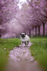 Mops in der Kirschblte
