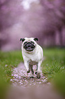 Mops in der Kirschblte