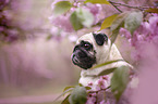 Mops in der Kirschblte