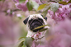 Mops in der Kirschblte