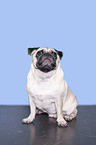 Mops