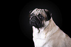 Mops Portrait vor schwarzem Hintergrund
