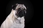 Mops Portrait vor schwarzem Hintergrund