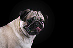 Mops Portrait vor schwarzem Hintergrund