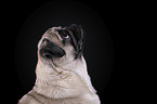 Mops Portrait vor schwarzem Hintergrund