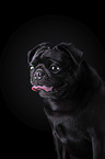 Mops Portrait vor schwarzem Hintergrund