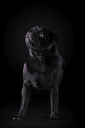 Mops vor schwarzem Hintergrund