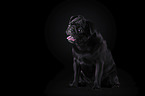 Mops vor schwarzem Hintergrund