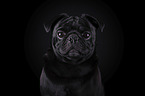 Mops Portrait vor schwarzem Hintergrund