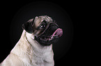 Mops Portrait vor schwarzem Hintergrund