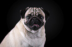 Mops Portrait vor schwarzem Hintergrund