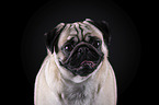 Mops Portrait vor schwarzem Hintergrund