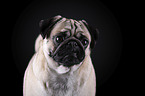 Mops Portrait vor schwarzem Hintergrund