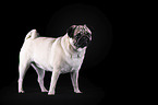 Mops vor schwarzem Hintergrund