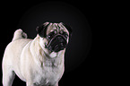 Mops vor schwarzem Hintergrund