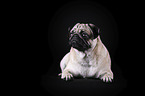 Mops vor schwarzem Hintergrund