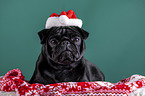 Mops zwischen Weihnachtsdeko