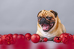 Mops zwischen Weihnachtsdeko