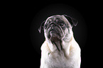 alter Mops