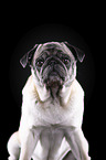 alter Mops