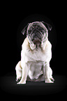 alter Mops