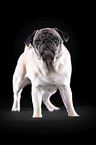 alter Mops