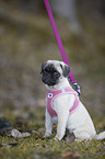 sitzender Mops
